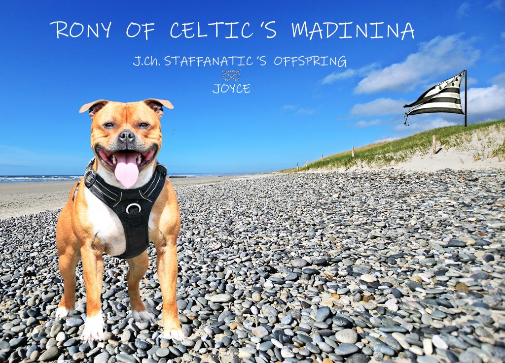 Rony De Celtic's Madinina