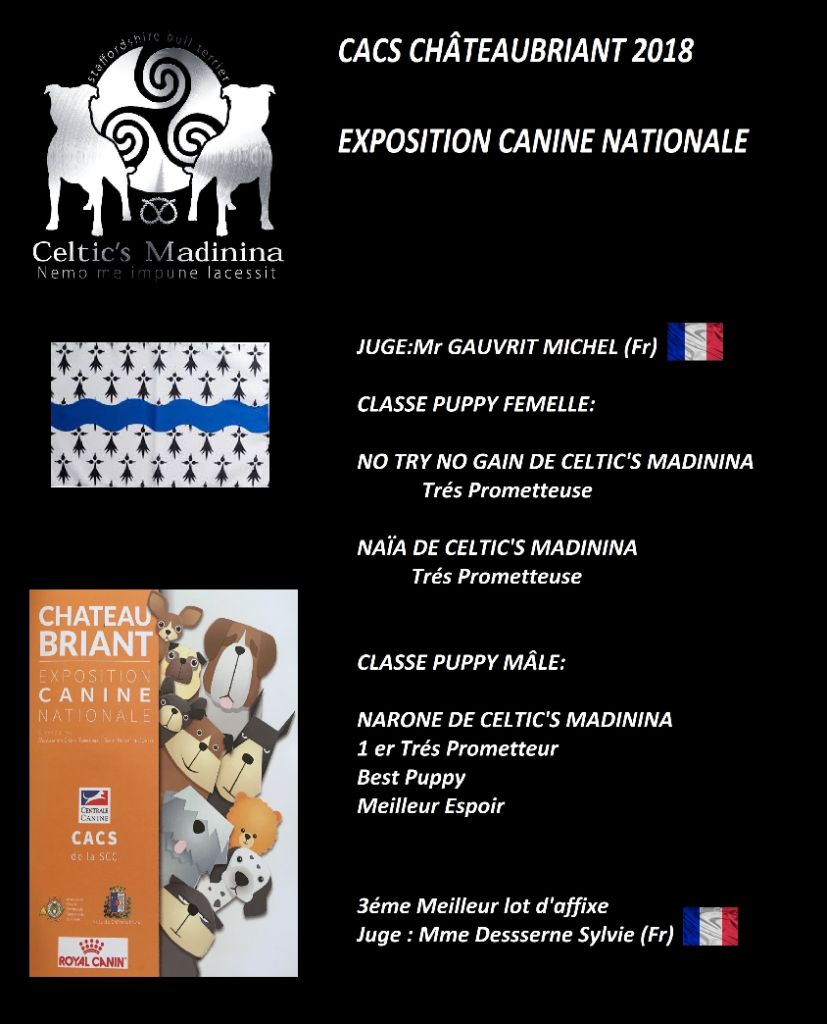 De Celtic's Madinina - Exposition canine nationale de Châteaubriant