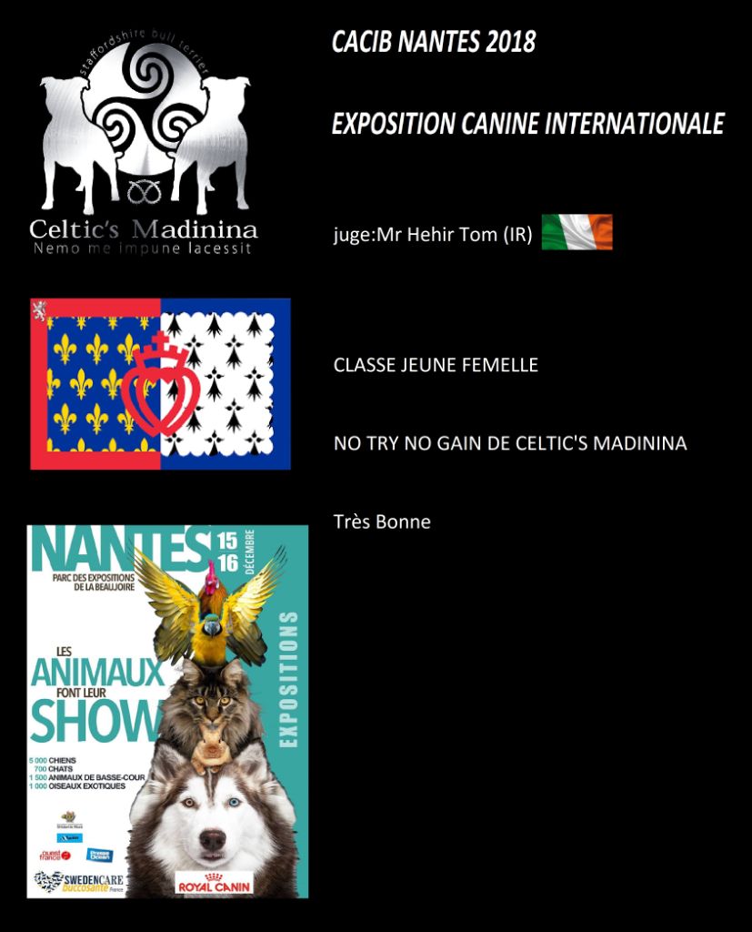 De Celtic's Madinina - Exposition canine internationale Nantes 