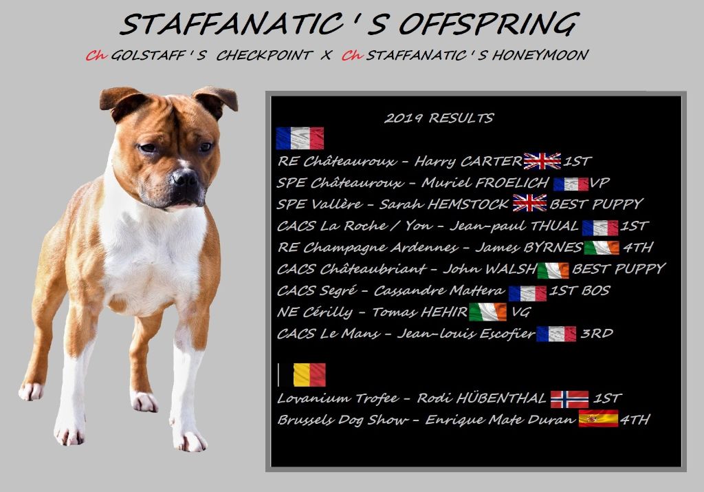 De Celtic's Madinina - Staffanatic's Offspring , résultats 2019