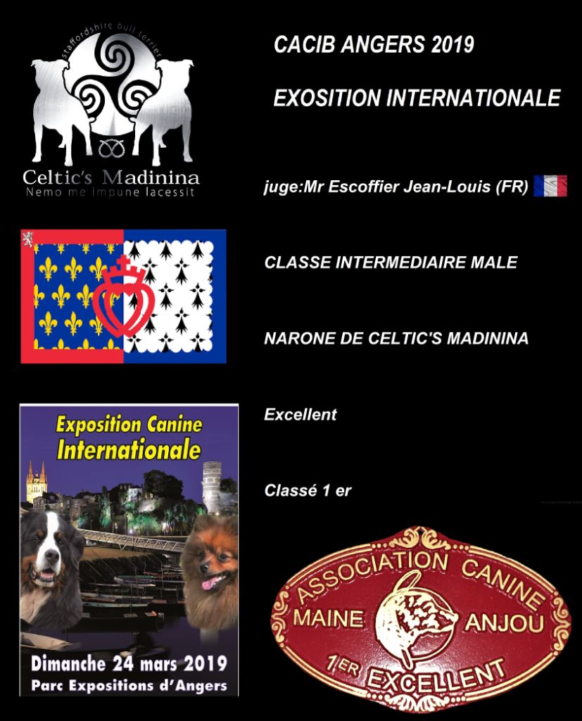 De Celtic's Madinina - Exposition canine internationale Angers