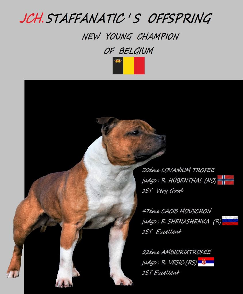 De Celtic's Madinina - J.CH.Staffanatic's Offspring 