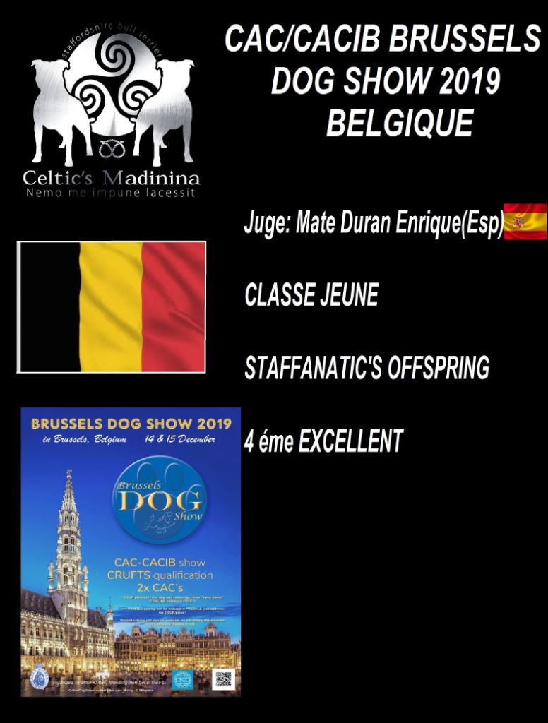 De Celtic's Madinina - CAC/CACIB Brussels Dog Show,Belgique