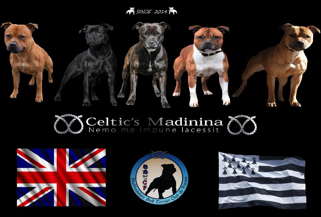 De Celtic's Madinina - Celtic's Madinina Kennel 