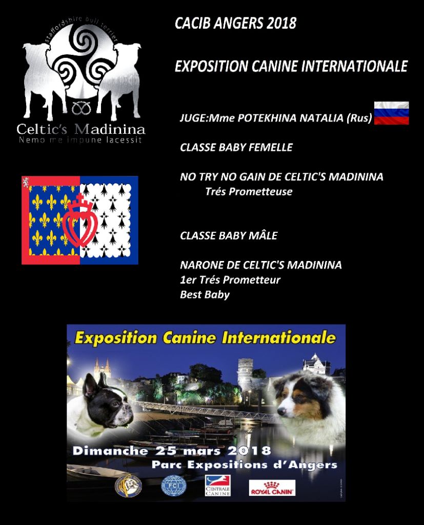 De Celtic's Madinina - Exposition canine internationale Angers