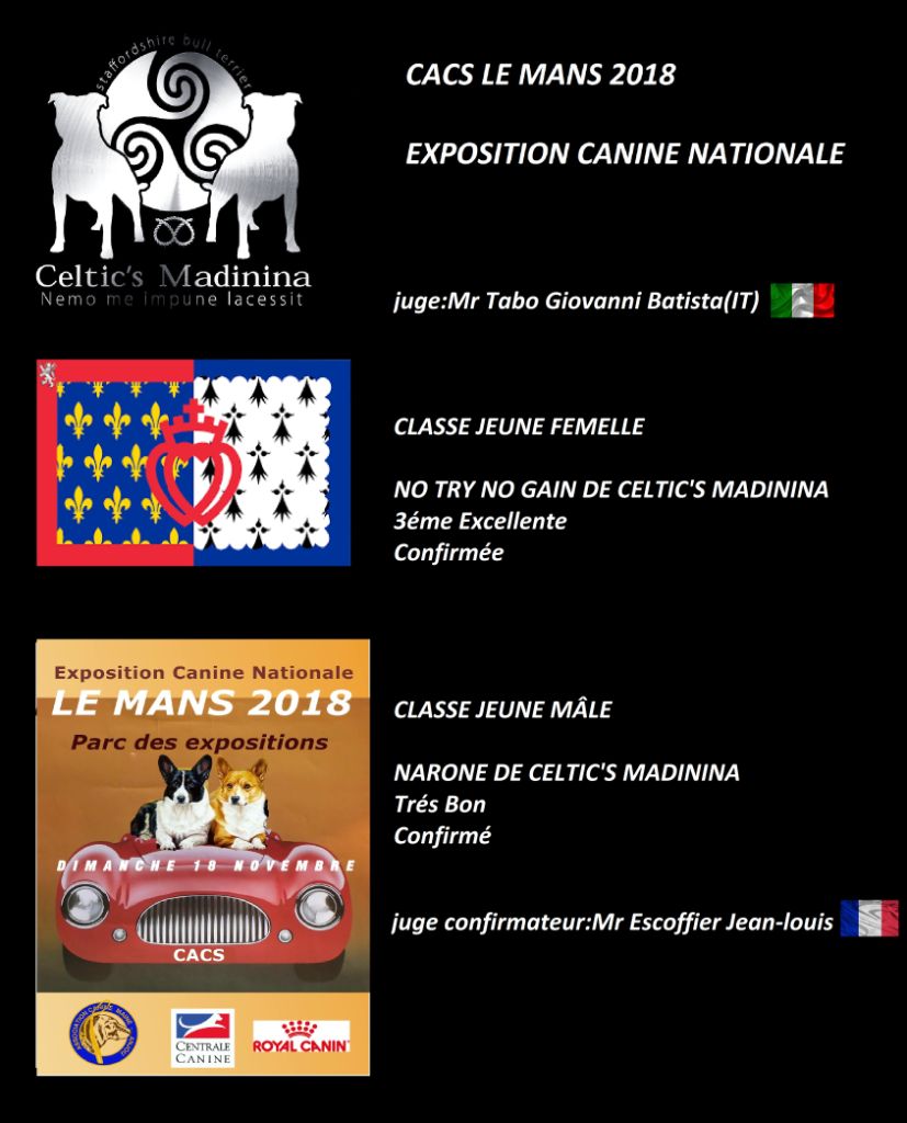 De Celtic's Madinina - Exposition canine nationale Le Mans 