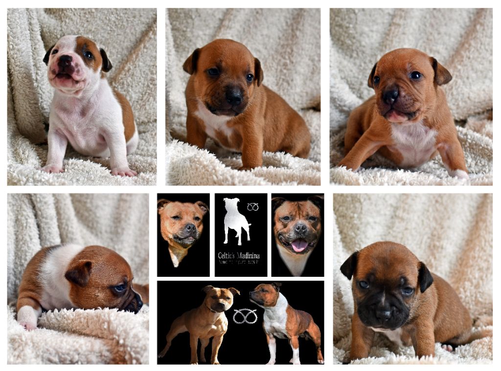 chiot Staffordshire Bull Terrier De Celtic's Madinina