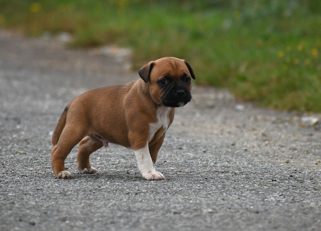 De Celtic's Madinina - Chiots disponibles - Staffordshire Bull Terrier