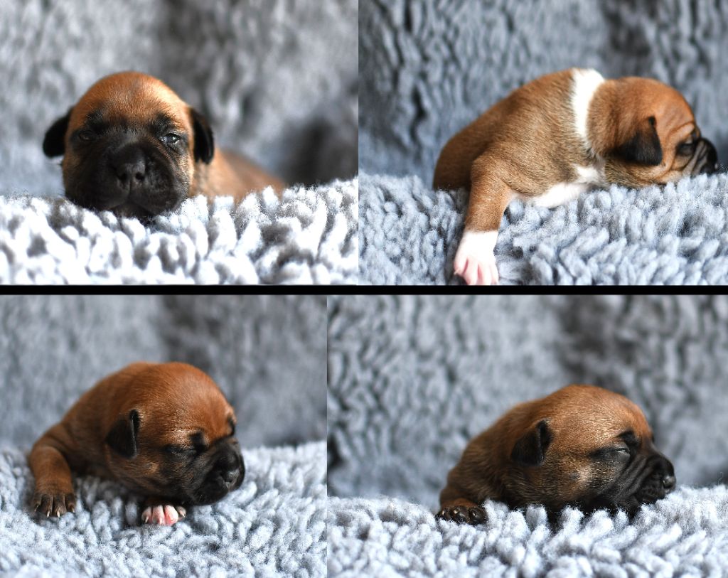De Celtic's Madinina - Chiots disponibles - Staffordshire Bull Terrier