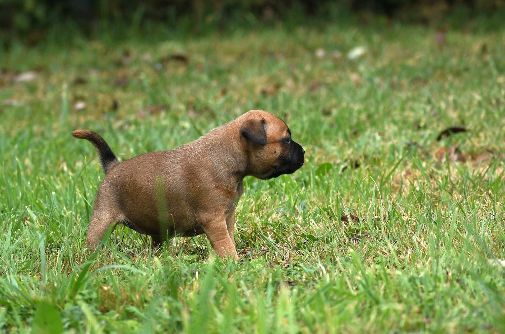 De Celtic's Madinina - Chiots disponibles - Staffordshire Bull Terrier