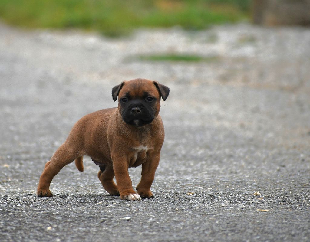 De Celtic's Madinina - Chiots disponibles - Staffordshire Bull Terrier