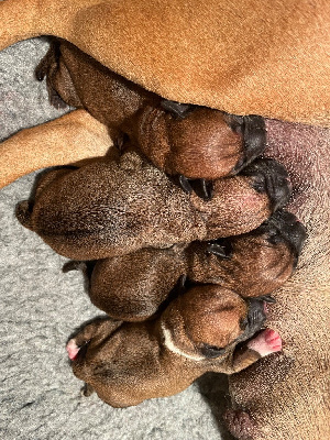 CHIOT 2